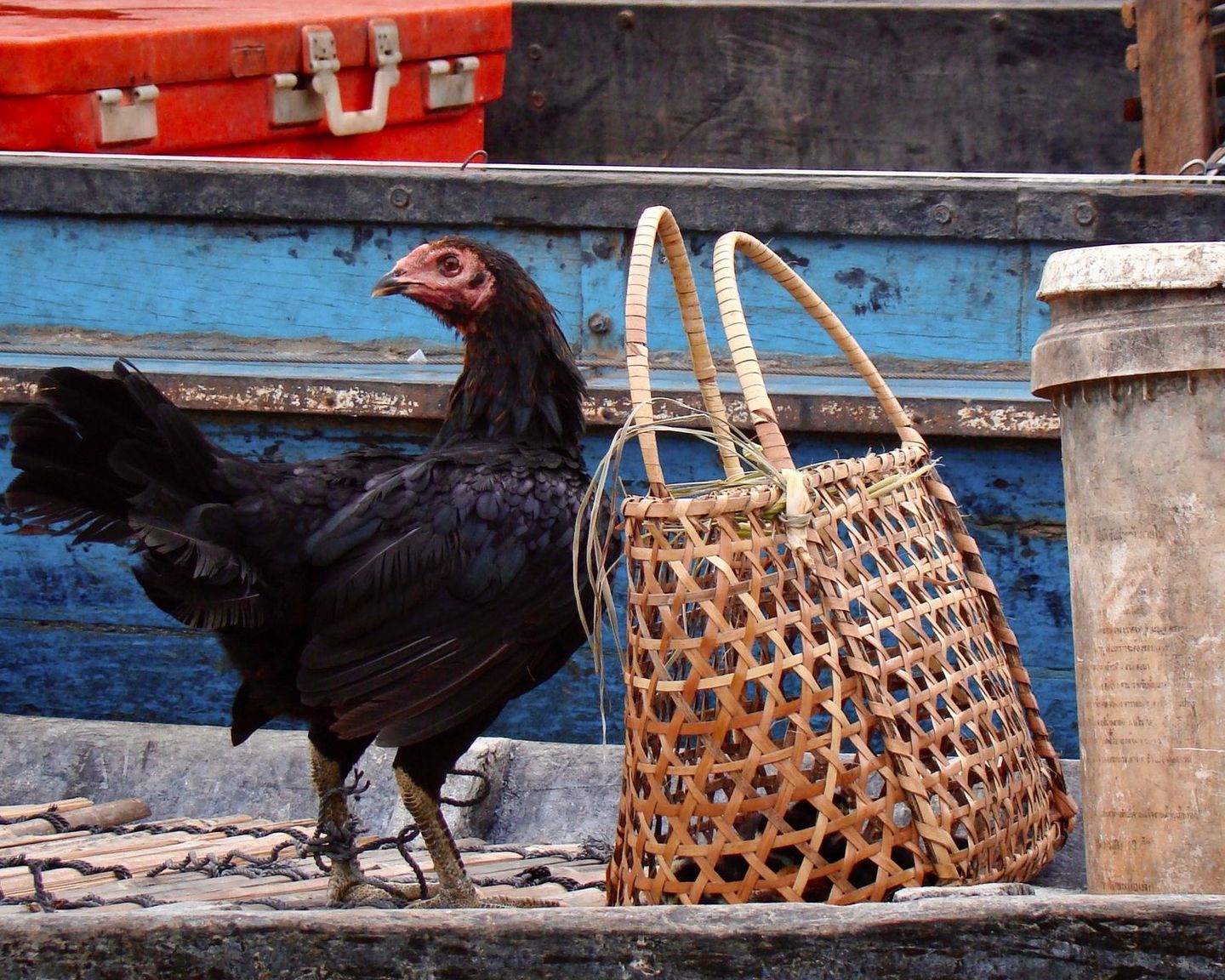 Still life of a rooster beside a woven basket