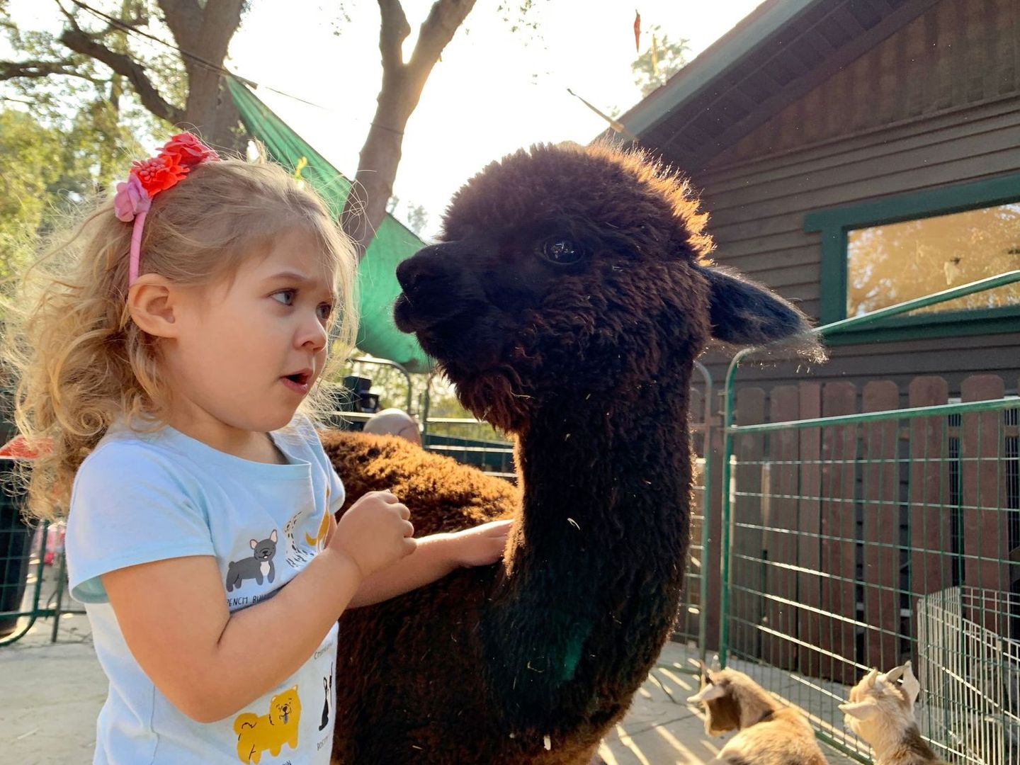 Girl meeting an alpaca up close
